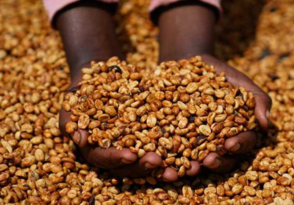 Ethiopia Bona Zuria Red Honey Grade 1